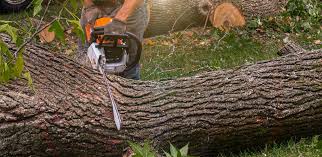 Tree and Shrub Care in Four Square Mile, CO