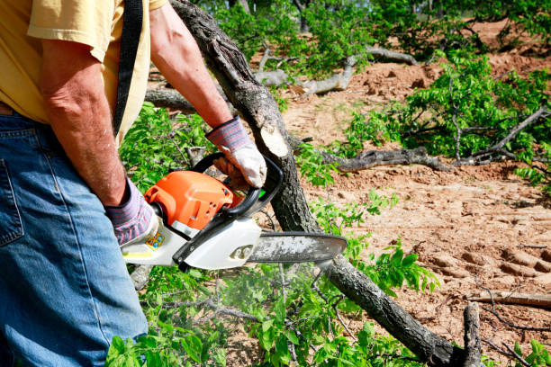 Why Choose Our Tree Removal Services in Four Square Mile, CO?